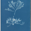 Halidrys siliquosa β minor