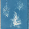 Gigartina plicata