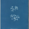 Chondrus norvegicus