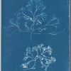 Chondrus membranifolius