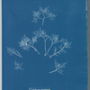 Gelidium corneum