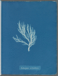 Ectocarpus siliculosus