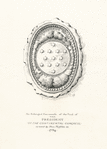 An enlarged fac-simile of the seal of the president of the Continental Congress as used by Thomas Mifflin in 1784.