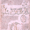 Eighth vision: 
