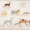 Animali fantastici.
