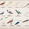Varie specie d'uccelli rappresentati nelle cacce. La maggior parte sono distinti coi loro antichi nomi scritti in geroglifici.