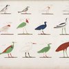 Varie specie d'uccelli rappresentati nelle cacce. La maggior parte sono distinti coi loro antichi nomi scritti in geroglifici.