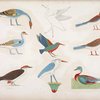 Varie specie d'uccelli rappresentati nelle cacce. La maggior parte sono distinti coi loro antichi nomi scritti in geroglifici.