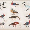 Varie specie d'uccelli rappresentati nelle cacce. La maggior parte sono distinti coi loro antichi nomi scritti in geroglifici.