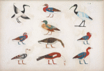 Varie specie d'uccelli rappresentati nelle cacce. La maggior parte sono distinti coi loro antichi nomi scritti in geroglifici.