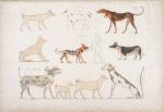 Varie specie di cani.