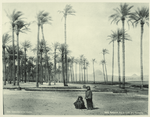Sakkarah [Saqqarah] dep. la forêt des palmiers.