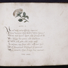 Closing of text -- final octonary, with flower decoration