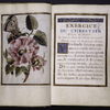 Miniature of flower and butterfly, with opening of Latin text, including initials, rubrics, and banner design