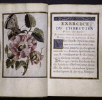 Miniature of flower and butterfly, with opening of Latin text, including initials, rubrics, and banner design
