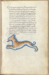 Miniature of a hound, with text and 1-line blue initial