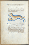 Miniature of a dog, with text and 1-line blue initials