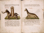 Text, rubrics, spaces left for initials, and two drawings of exotic animals -- an elephant and a giraffe