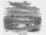Cane field
