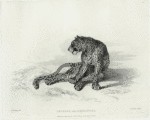 Leopard, after Reydinger.
