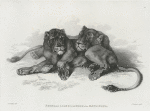 Senegal lion and lioness, after Reydinger.