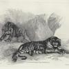 Lion and tiger, after Stubbs.