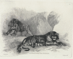 Lion and tiger, after Stubbs.