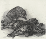 Panthers, after Stubbs.