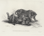 Leopard and panther, after Stubbs.