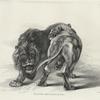 Lions, after Rubens.