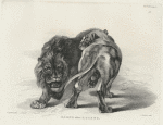 Lions, after Rubens.