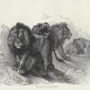 Lions, after Rubens.