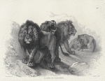 Lions, after Rubens.