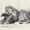 Lioness and bitch, from Cross's Menagerie.