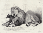 Lioness and bitch, from Cross's Menagerie.