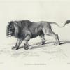Lion, after Reydinger.