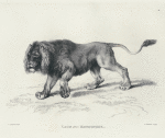 Lion, after Reydinger.