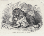 Tiger and Indian bullock, after nature.