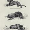 Senegal lion, after Reydinger; black maned lion, after Rembrandt; lioness, after Reydinger.