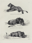 Senegal lion, after Reydinger; black maned lion, after Rembrandt; lioness, after Reydinger.