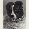Neptune, the property of W.E. Gosling Esqr.