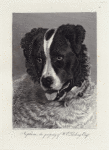 Neptune, the property of W.E. Gosling Esqr.