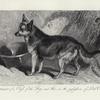 Portrait of a cross of the dog and fox, in the possession of Lord Cranley.