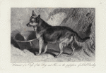 Portrait of a cross of the dog and fox, in the possession of Lord Cranley.