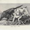 Dogs setting a hare.