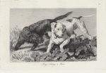 Dogs setting a hare.