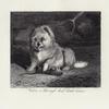 Vixen, a thorough bred Scotch terrier.