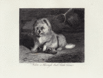 Vixen, a thorough bred Scotch terrier.