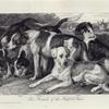 Fox hounds, of the Hatfield hunt : Ellinor, Cottager, Strider, Rachell, Adamant.