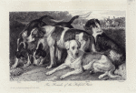 Fox hounds, of the Hatfield hunt : Ellinor, Cottager, Strider, Rachell, Adamant.